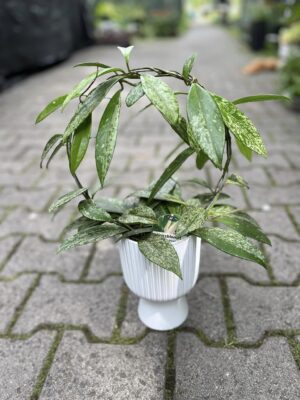 Hoya pubicalyx ‘Silver Splash’