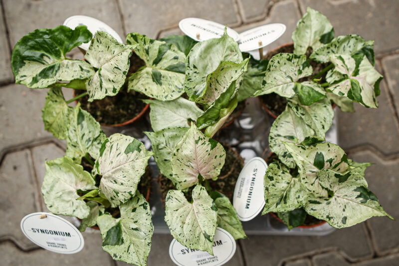 Syngonium Grey Ghost