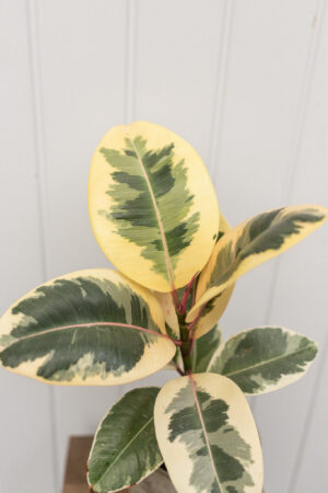 Ficus elastica ‘Tineke’
