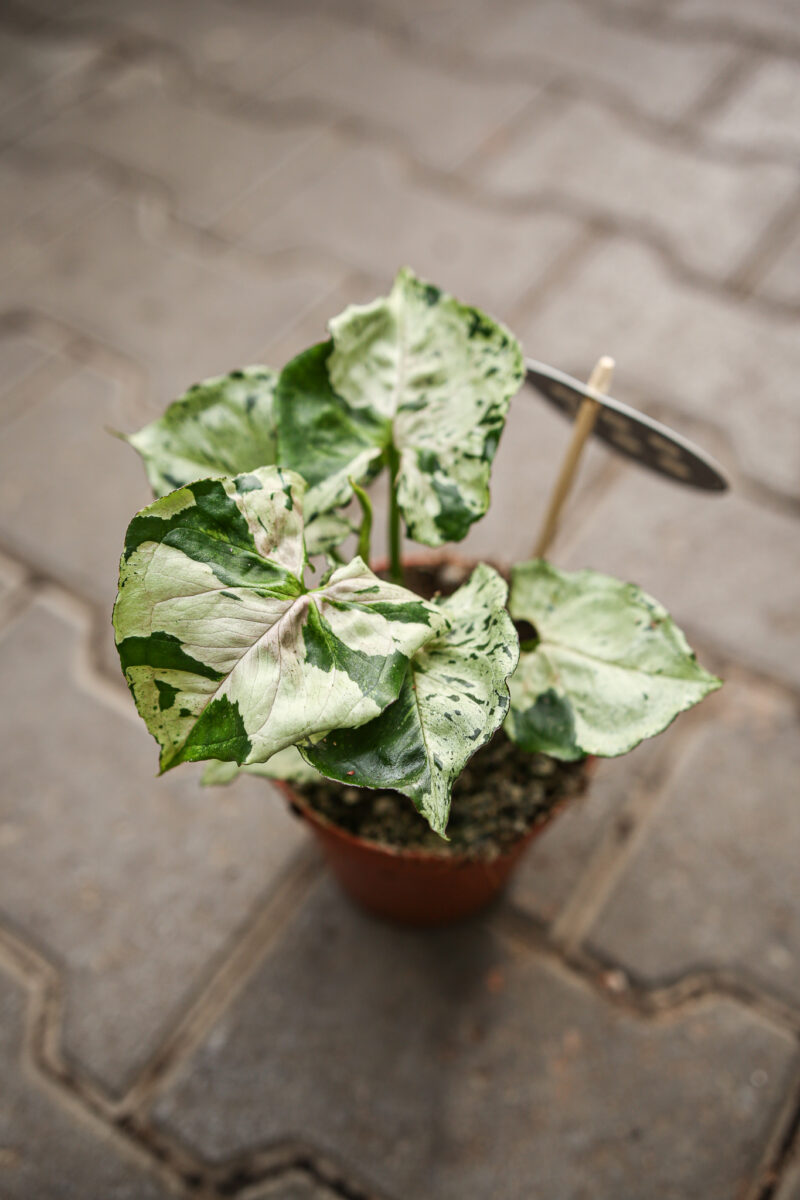 Syngonium Grey Ghost