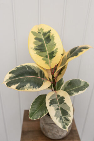 Ficus elastica ‘Tineke’