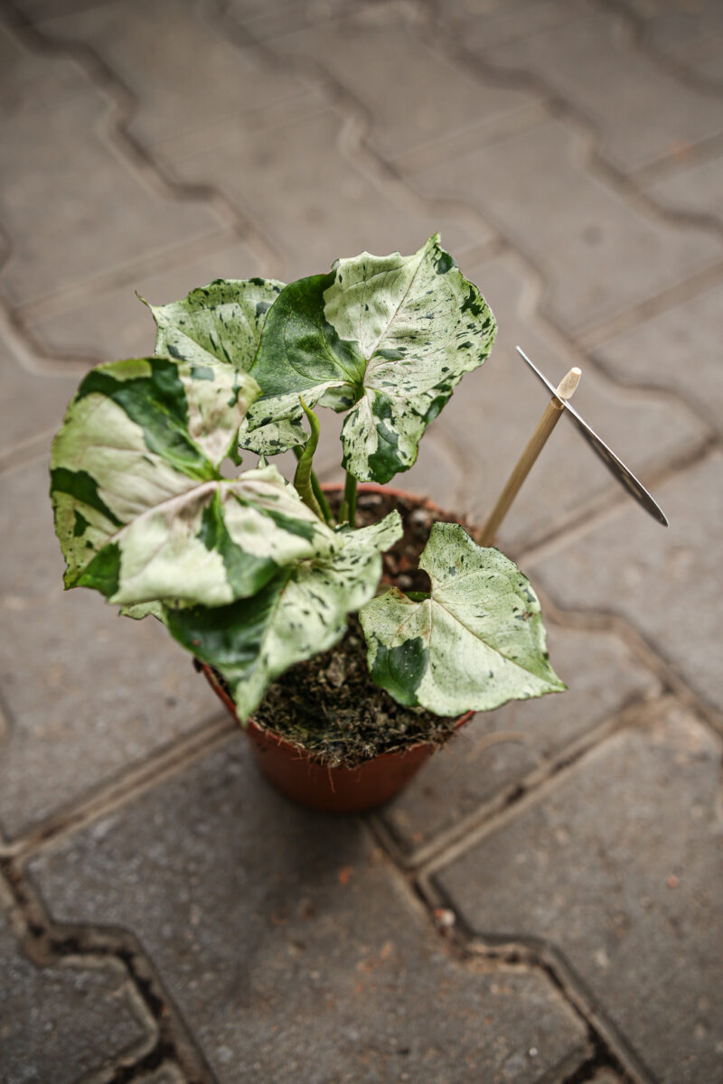 Syngonium Grey Ghost