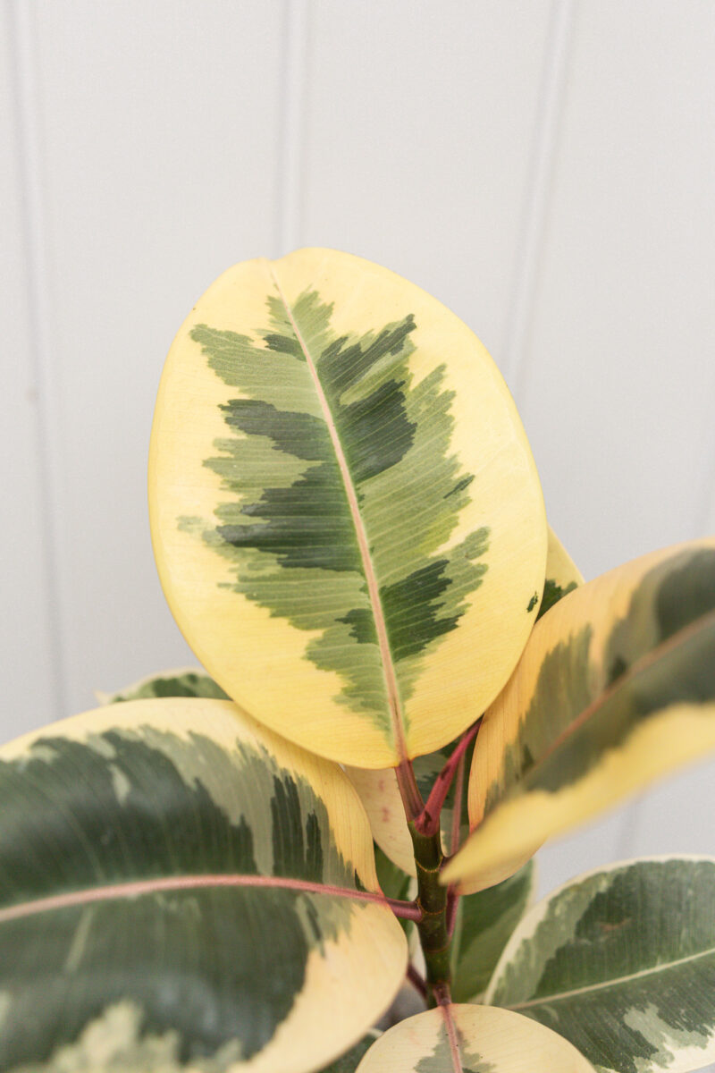 Ficus elastica ‘Tineke’