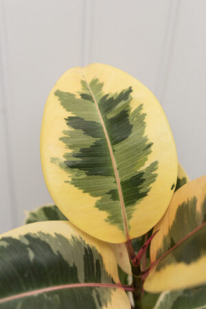 Ficus elastica ‘Tineke’