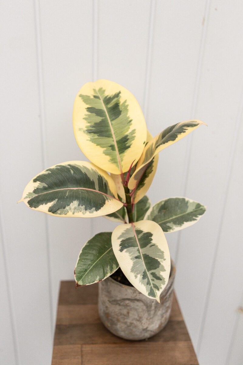 Ficus elastica ‘Tineke’