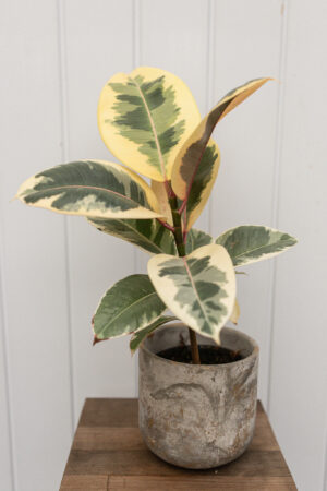 Ficus elastica ‘Tineke’