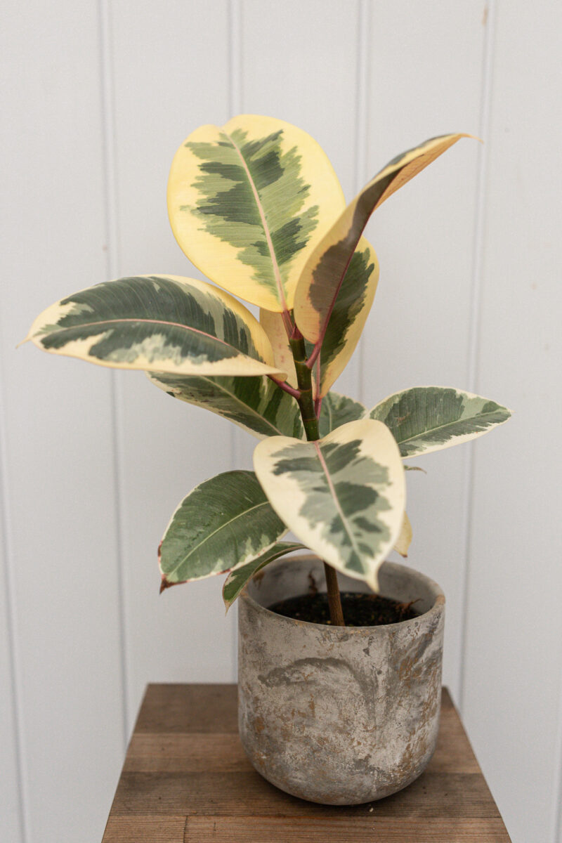 Ficus elastica ‘Tineke’