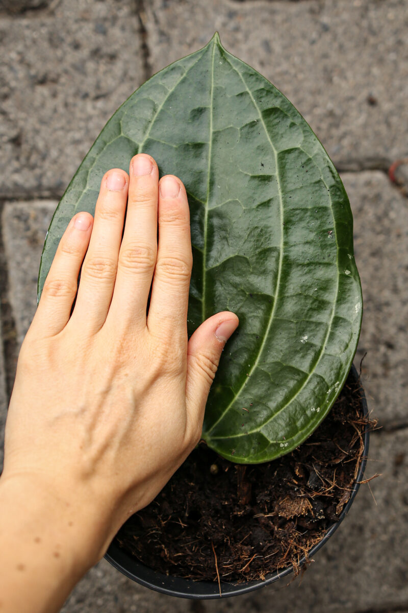 Hoya Latifolia