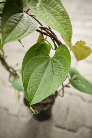 Dioscorea Bulbifera