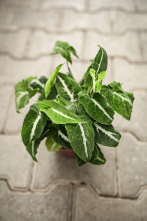 Syngonium Wendlandii