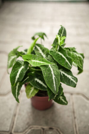 Syngonium Wendlandii