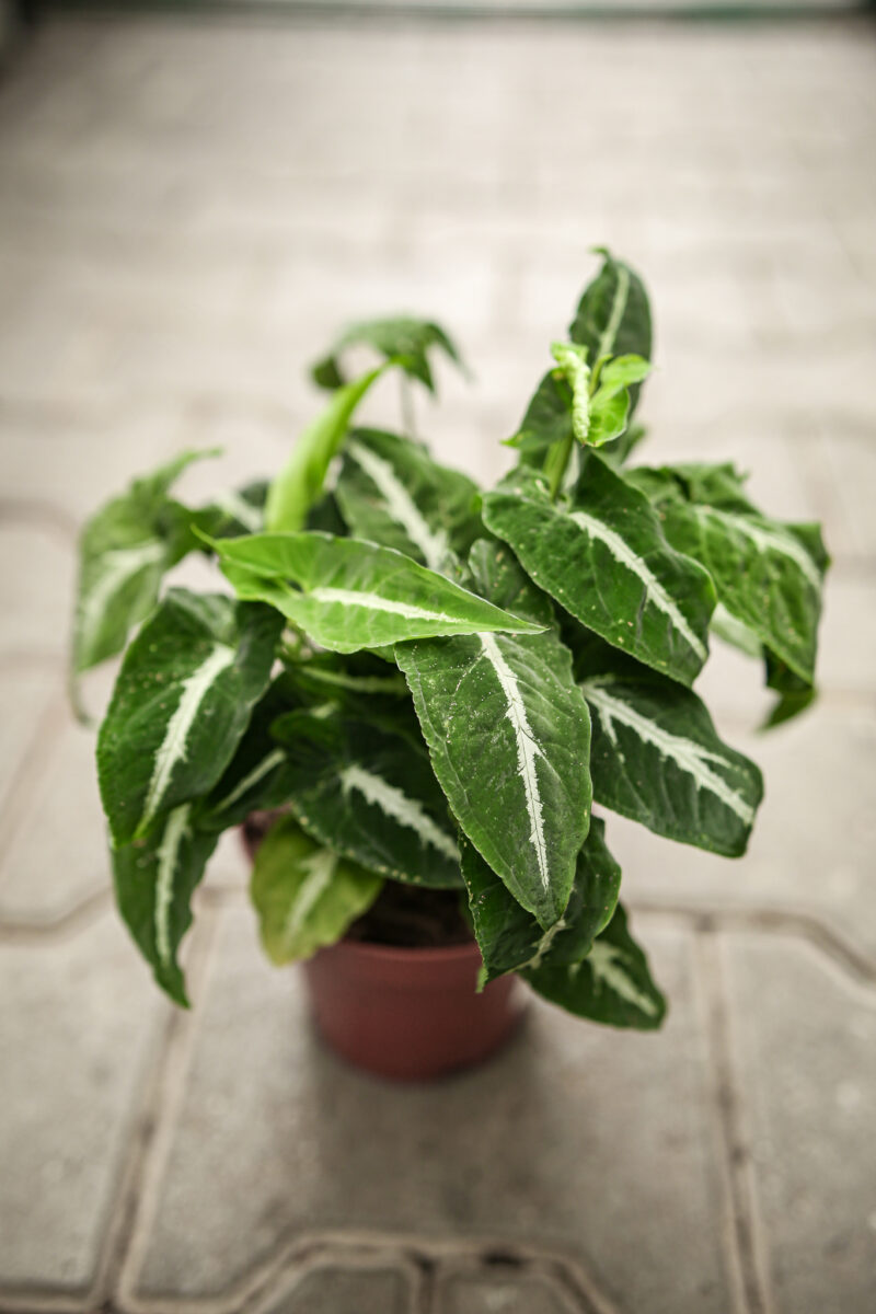 Syngonium Wendlandii