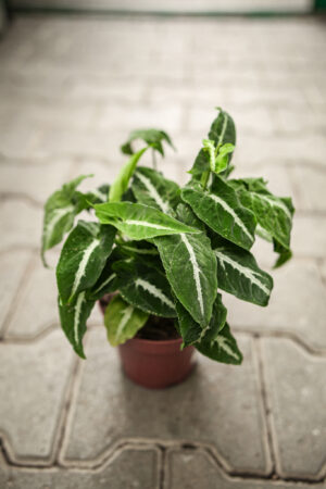 Syngonium Wendlandii