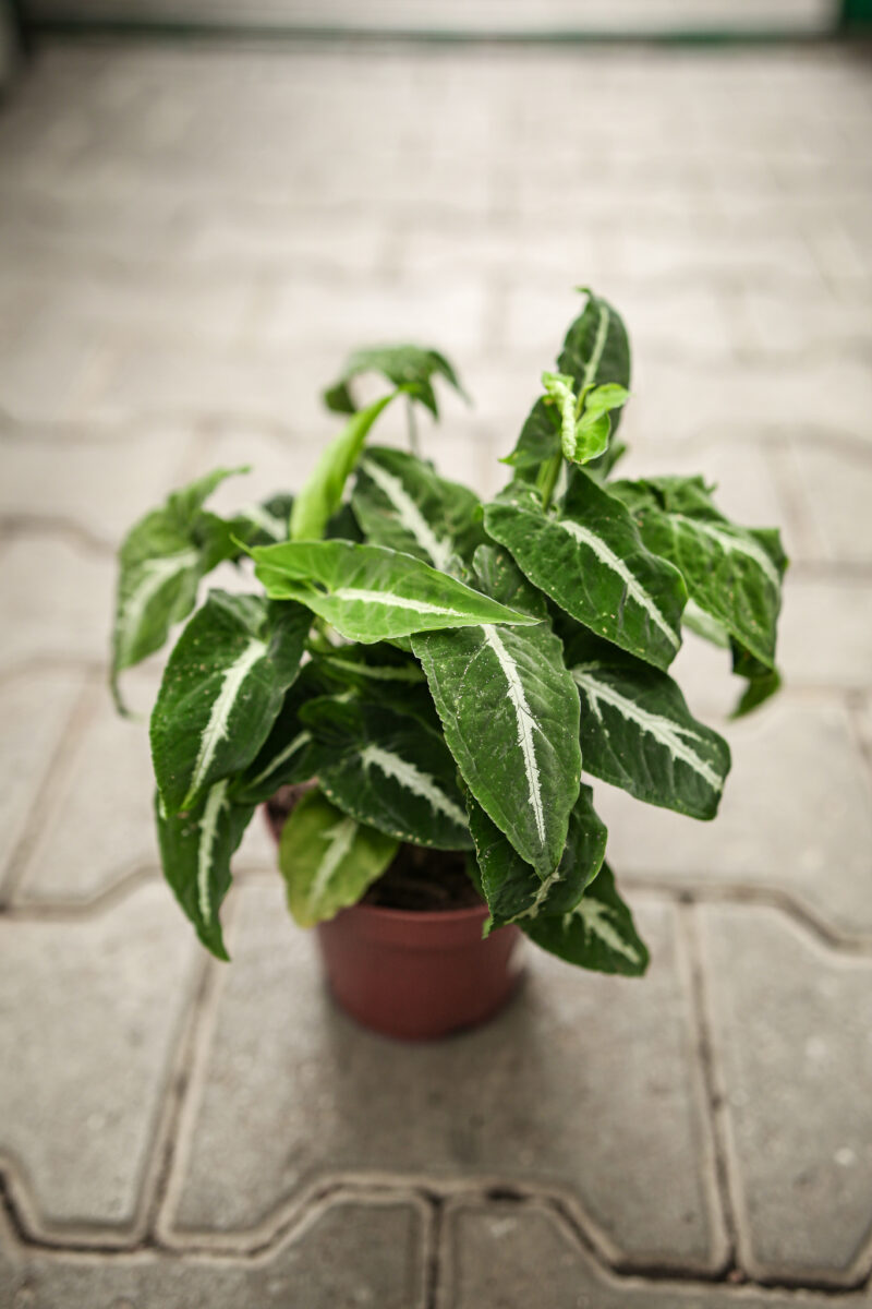 Syngonium Wendlandii