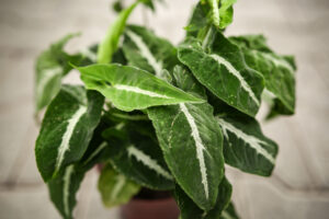 Syngonium Wendlandii