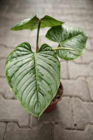 Philodendron Sodiroi