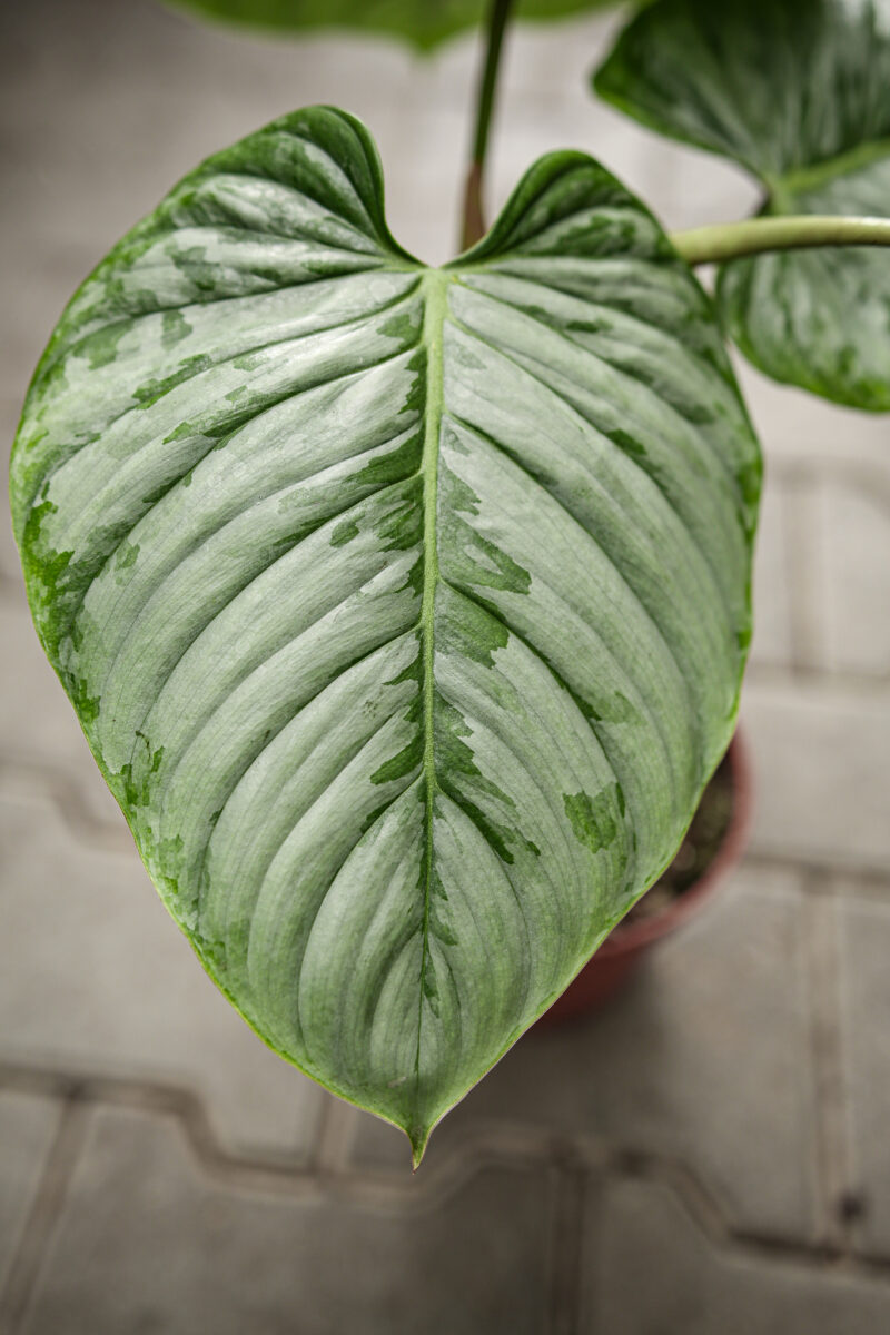 Philodendron Sodiroi