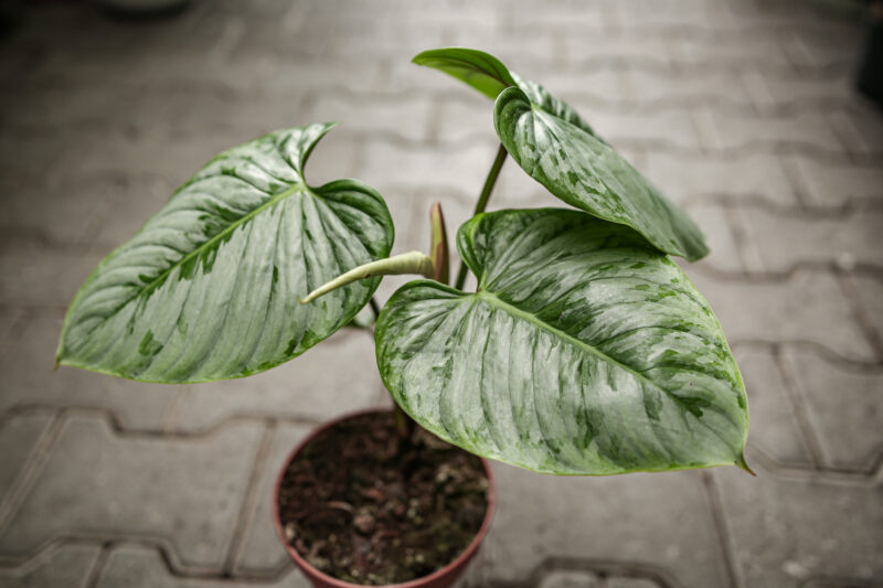 Philodendron Sodiroi
