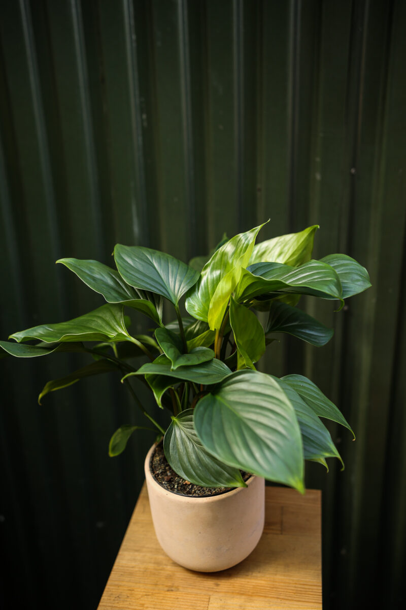 Homalomena ‘EMERALD GEM’