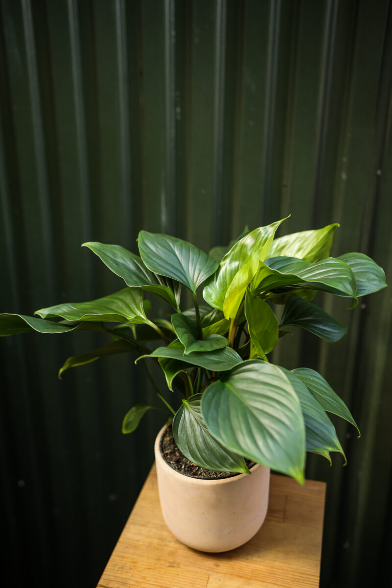 Homalomena ‘EMERALD GEM’