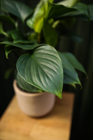 Homalomena ‘EMERALD GEM’