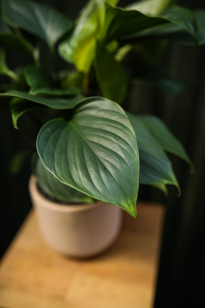 Homalomena ‘EMERALD GEM’