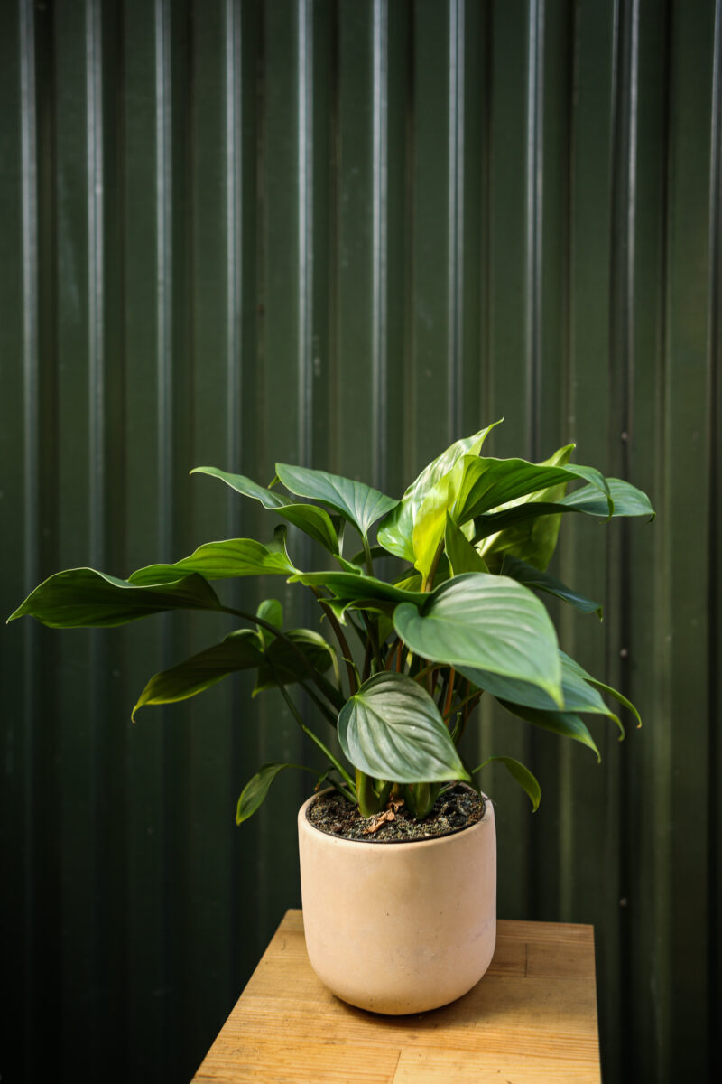 Homalomena ‘EMERALD GEM’