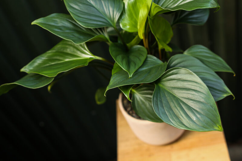 Homalomena ‘EMERALD GEM’