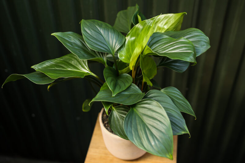 Homalomena ‘EMERALD GEM’ Homalomena ‘EMERALD GEM’