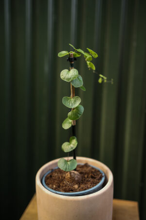 Dioscorea elephantipes ‘Roślina ŻÓŁW’