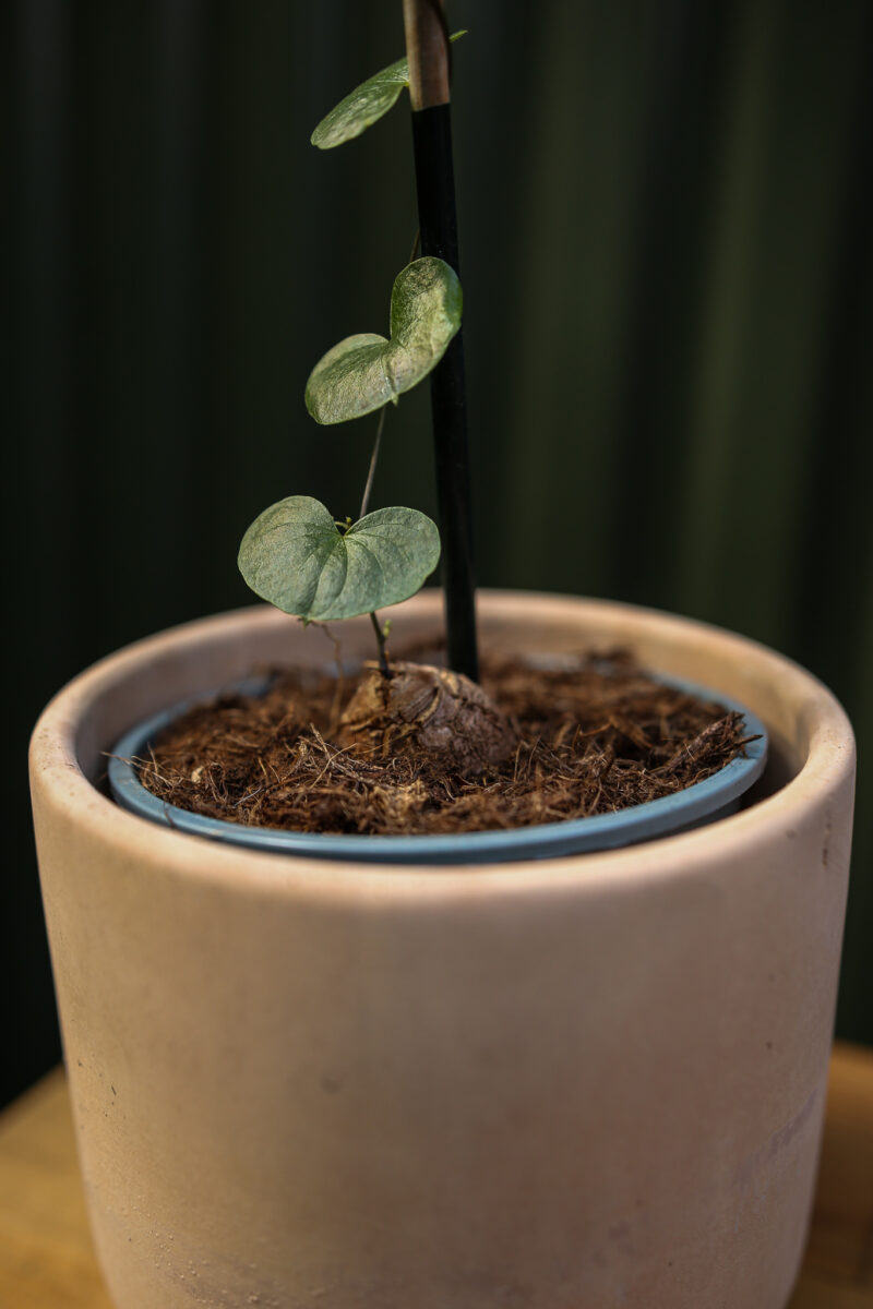 Dioscorea elephantipes ‘Roślina ŻÓŁW’