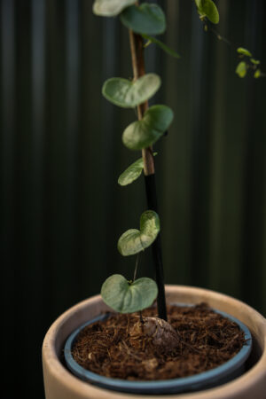 Dioscorea elephantipes ‘Roślina ŻÓŁW’