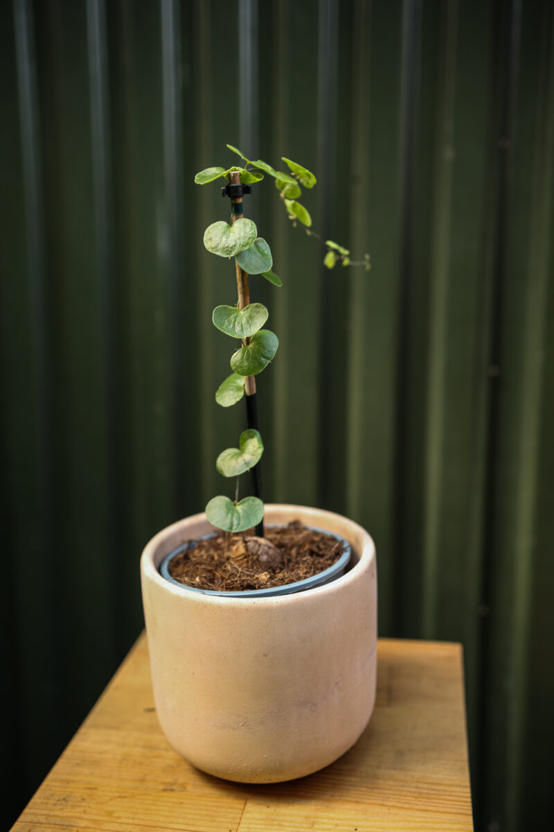 Dioscorea elephantipes ‘Roślina ŻÓŁW’