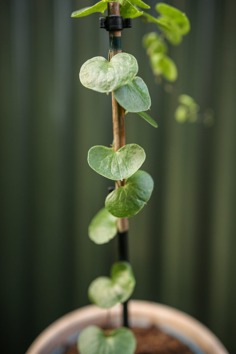 Dioscorea elephantipes ‘Roślina ŻÓŁW’