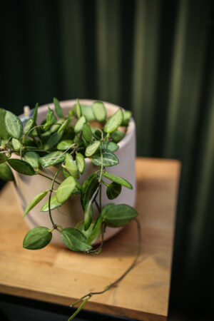 Dischidia ovata ‘Watermelon’