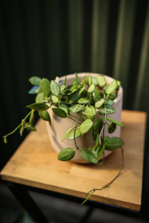 Dischidia ovata ‘Watermelon’