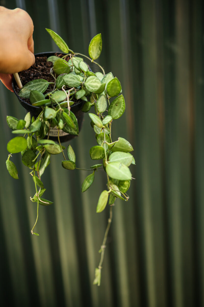 Dischidia ovata ‘Watermelon’