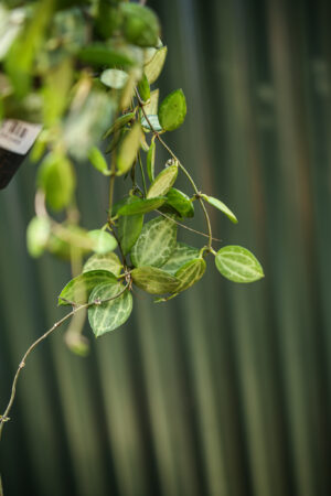 Dischidia ovata ‘Watermelon’