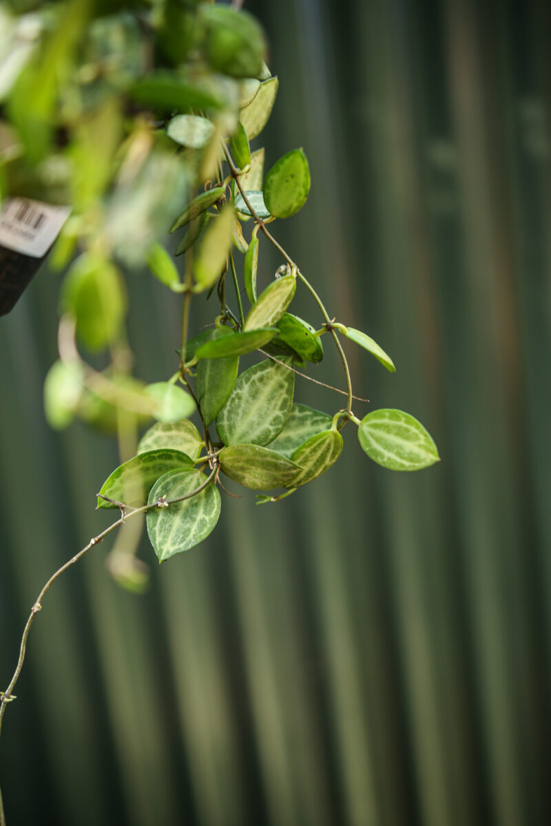 Dischidia ovata ‘Watermelon’