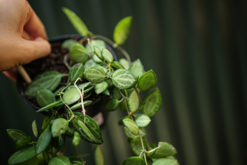 Dischidia ovata ‘Watermelon’