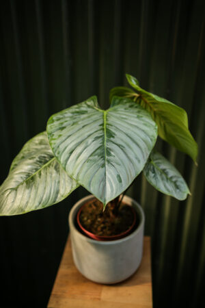 Philodendron Sodiroi