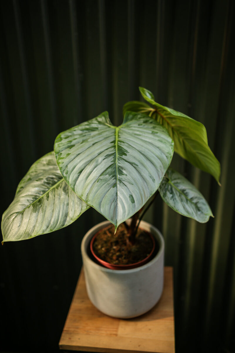 Philodendron Sodiroi