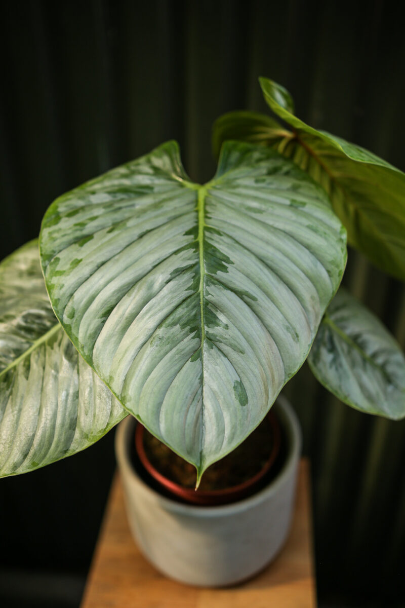 Philodendron Sodiroi
