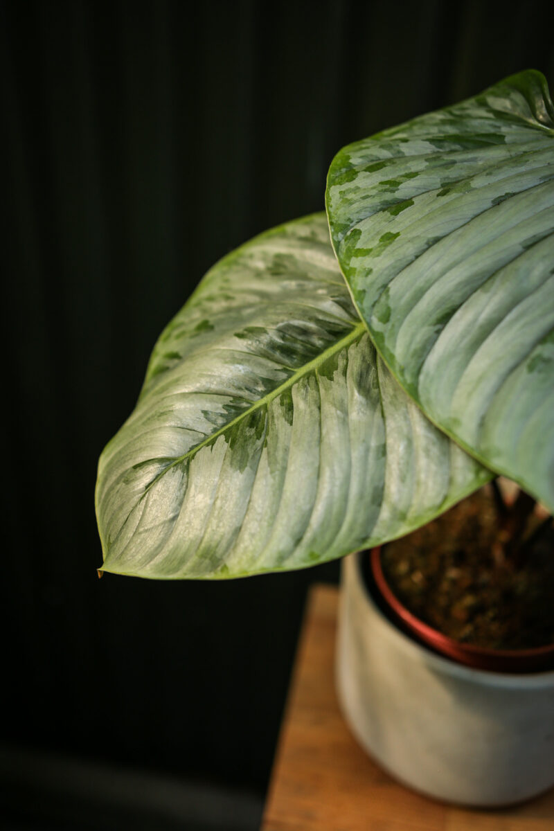 Philodendron Sodiroi