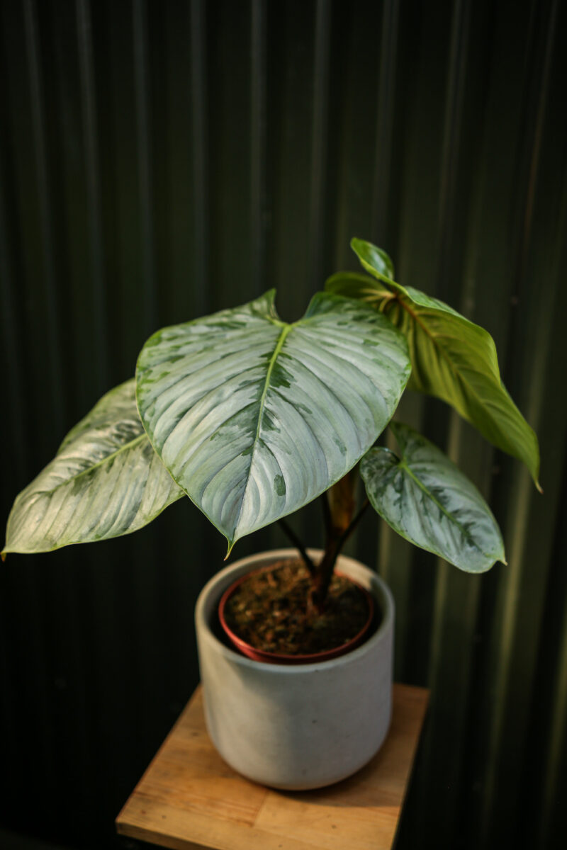 Philodendron Sodiroi