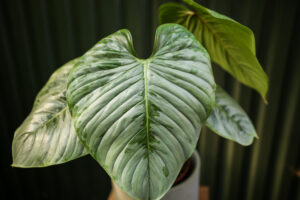 Philodendron Sodiroi