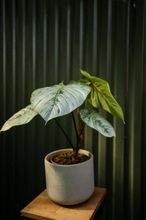 Philodendron Sodiroi