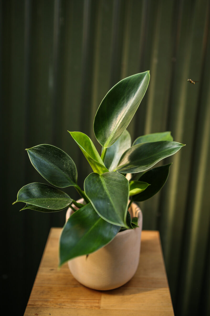 Philodendron Green Princess