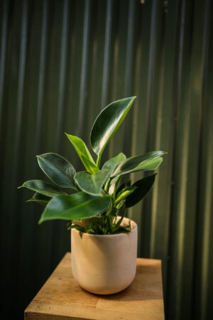 Philodendron Green Princess
