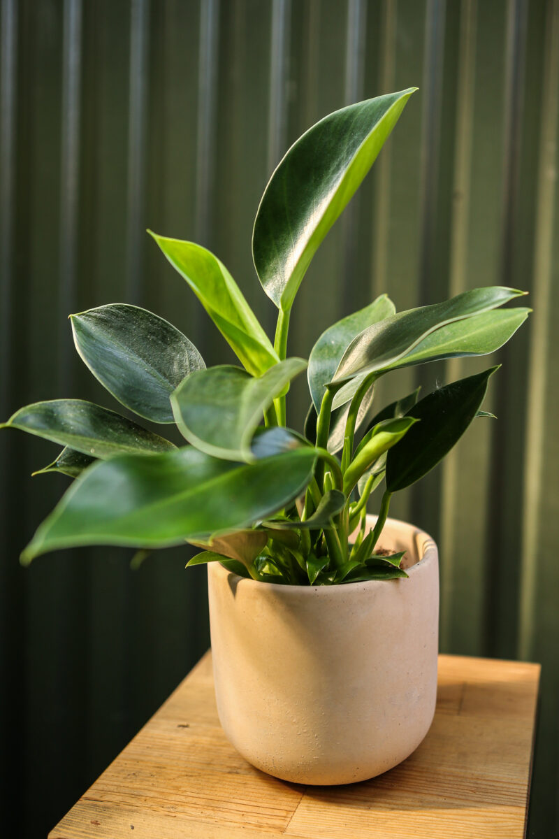 Philodendron Green Princess